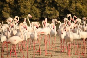 Flamingos Dubai