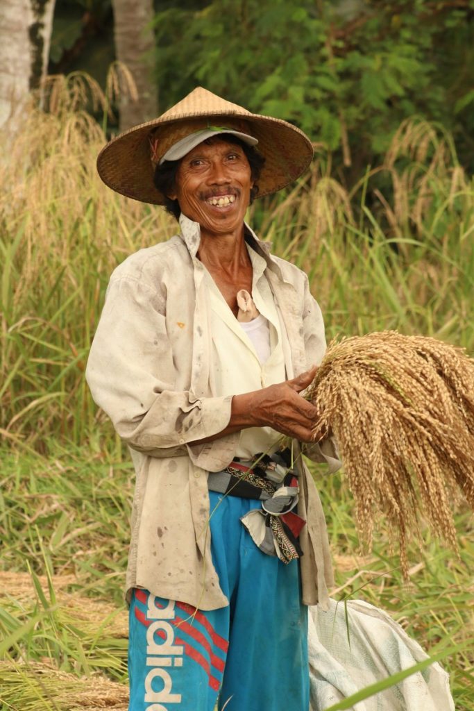 Hombre recogiendo arroz Indonesia