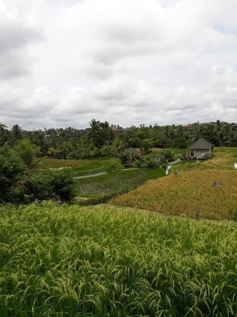 Arrozal Ubud Indonesia