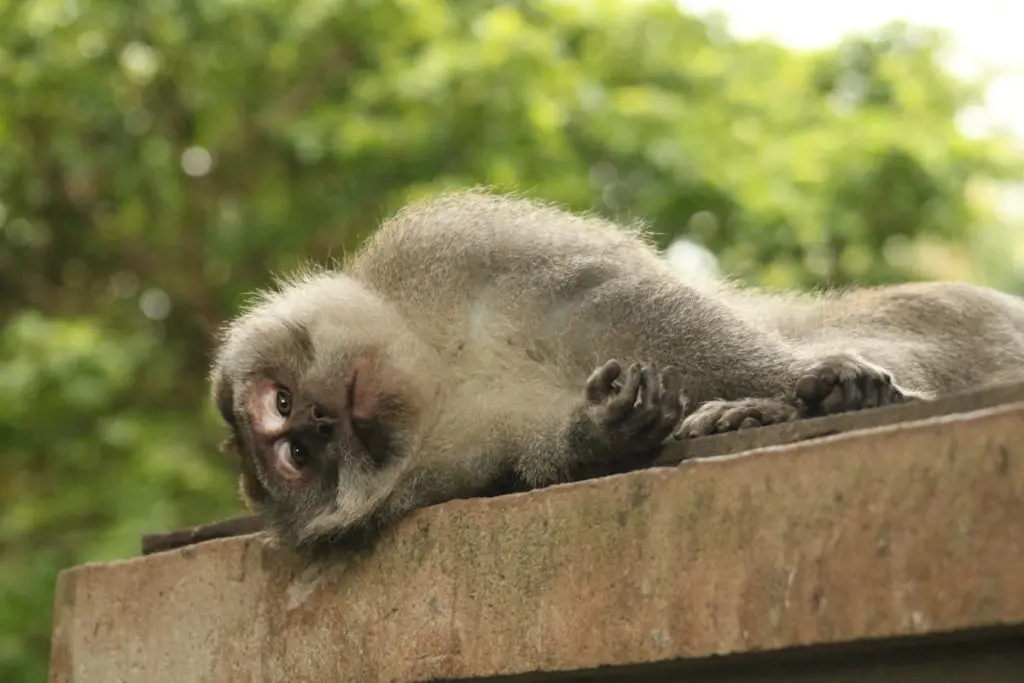 Monos monkey forest Ubud Bali