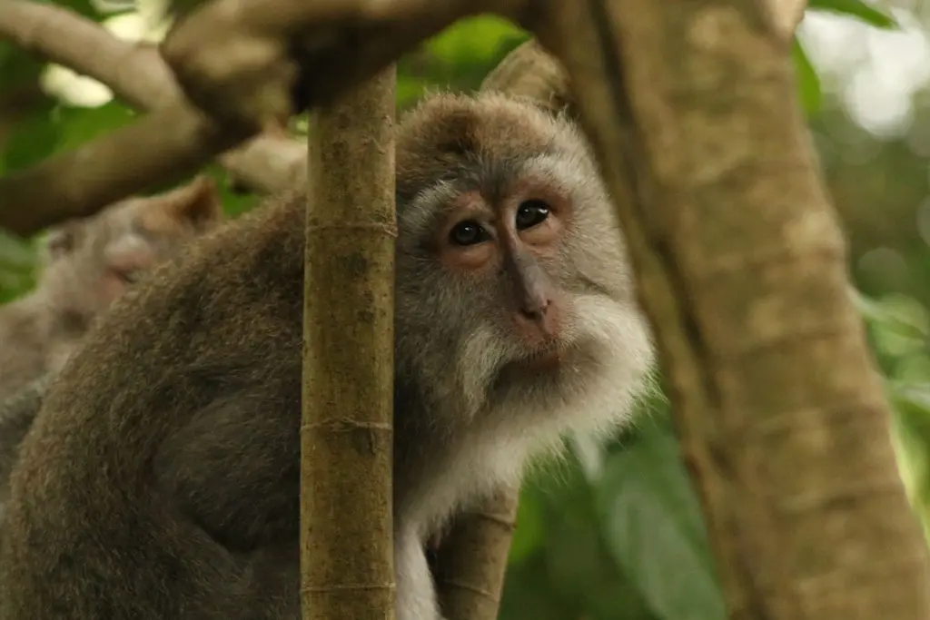 Monkey forest Ubud