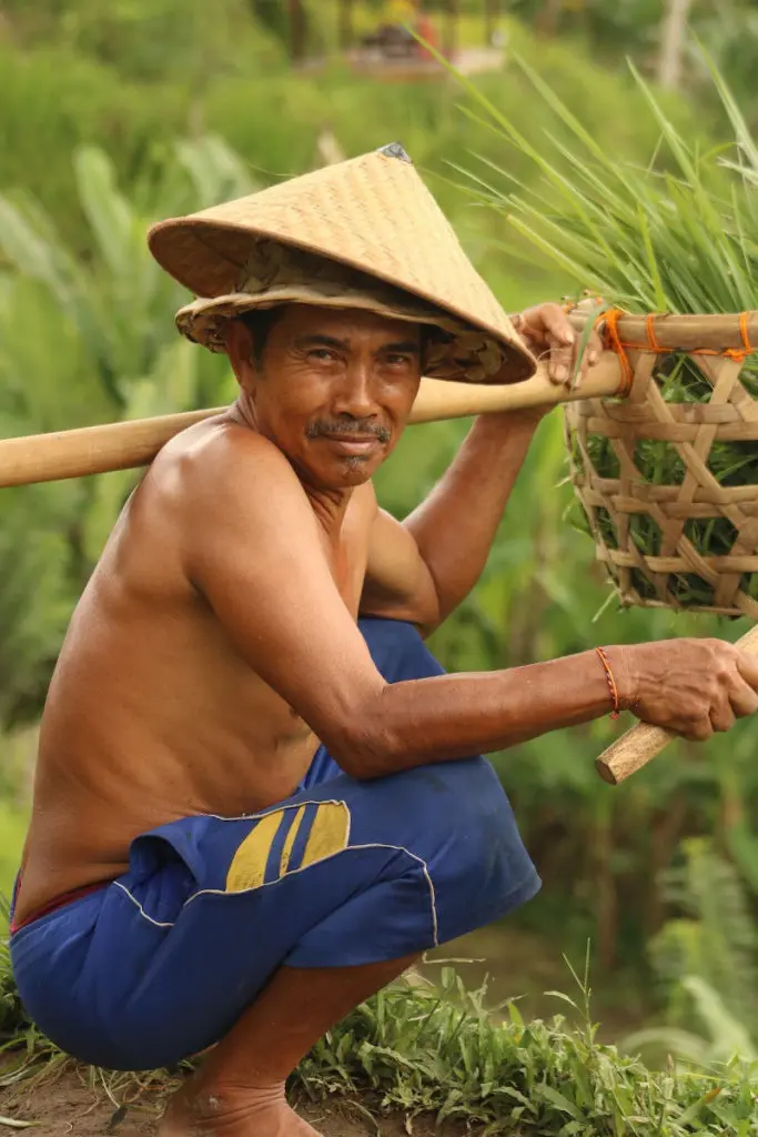 Recogedor de arroz Tegalalang Ubud
