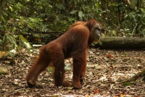 Orangután Sumatra