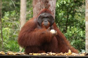 Orangután macho Borneo