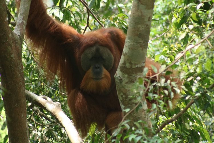 Orangutan macho Sumatra