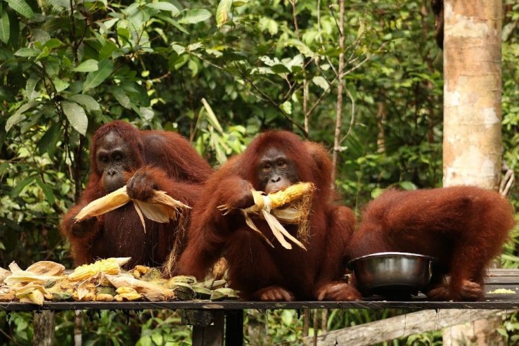 Orangutanes comiendo Borneo