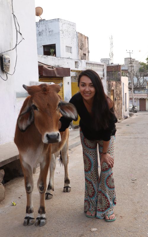 Vaca Pushkar India