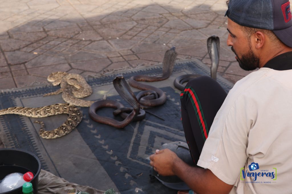 Serpientes Cobra Marrakech