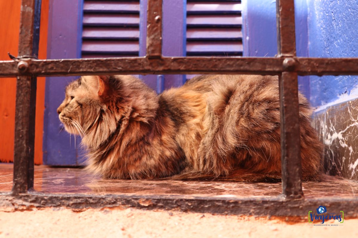 Marrakech sin guia Gato