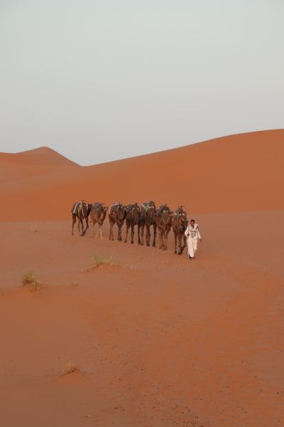 Camellos desierto de Merzouga Marruecos