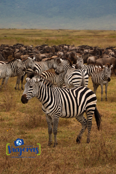 Zebras Somos Viajeras en Tanzania