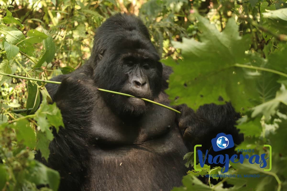 Gorilas en Bwindi Uganda